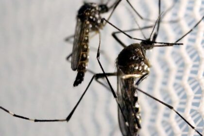 Com nova "fábrica de Aedes aegypti", Brasil ampliará combate a doenças