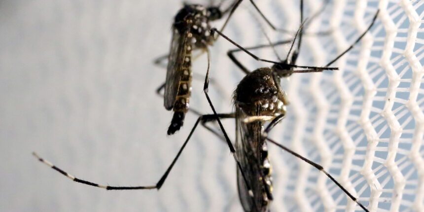 Com nova "fábrica de Aedes aegypti", Brasil ampliará combate a doenças