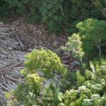 Três em cada quatro hectares desmatados têm indícios de ilegalidade