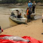 Botos: para evitar mortes, trechos quentes do Lago Tefé serão isolados