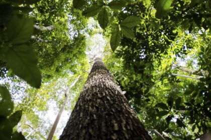 Fundo Amazônia recebe as primeiras doações dos EUA e da Suíça