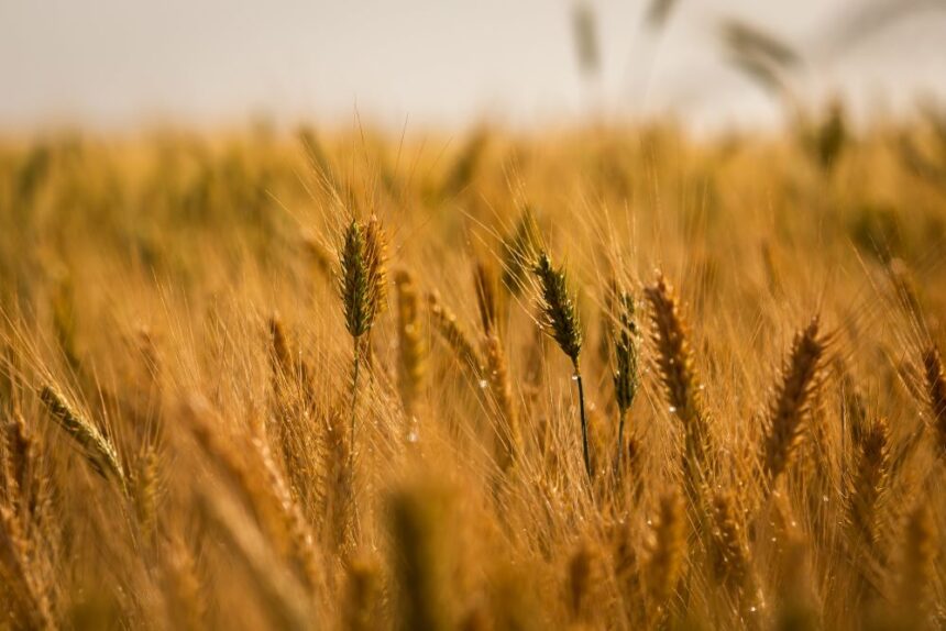 Dia do Trigo: Distrito Federal se destaca na produção do cereal