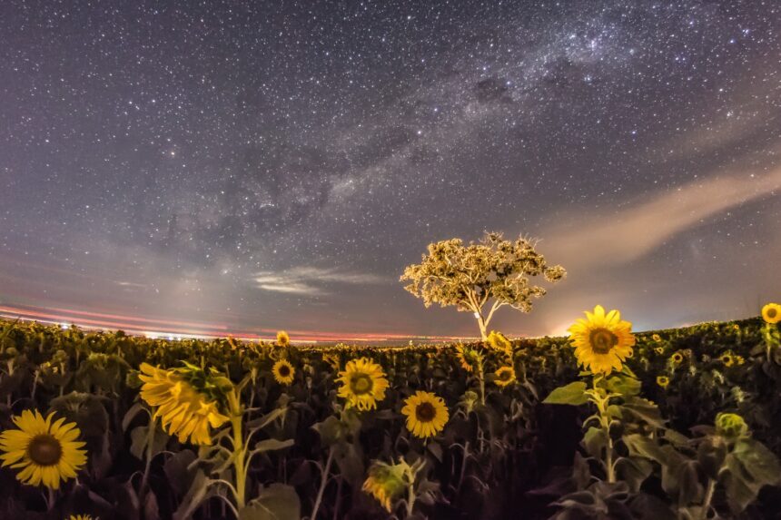 Em Planaltina, concurso de fotografia sobre Cerrado e ancestralidade está com inscrições abertas