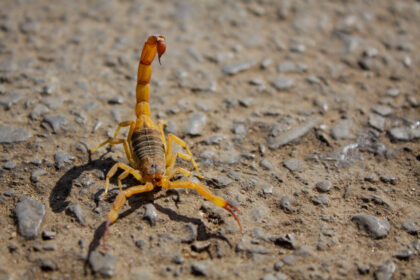 População deve ficar atenta ao surgimento de escorpiões no período chuvoso