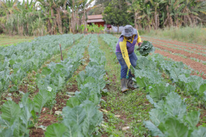 Pró-Rural concede desconto no ICMS e isenção de impostos a produtores