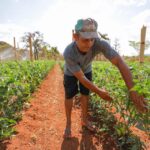 Regulamentada lei que cria assentamentos para trabalhadores rurais