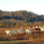 Pecuária é principal vetor de derrubada de vegetação na América do Sul