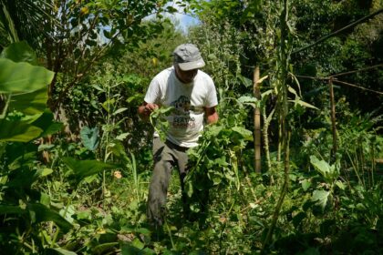 Quilombo no Rio integra o Programa de Aquisição de Alimentos