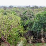 Normativa agiliza tramitação de documento florestal