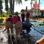 Bombeiros resgatam bezerro de piscina em Planaltina