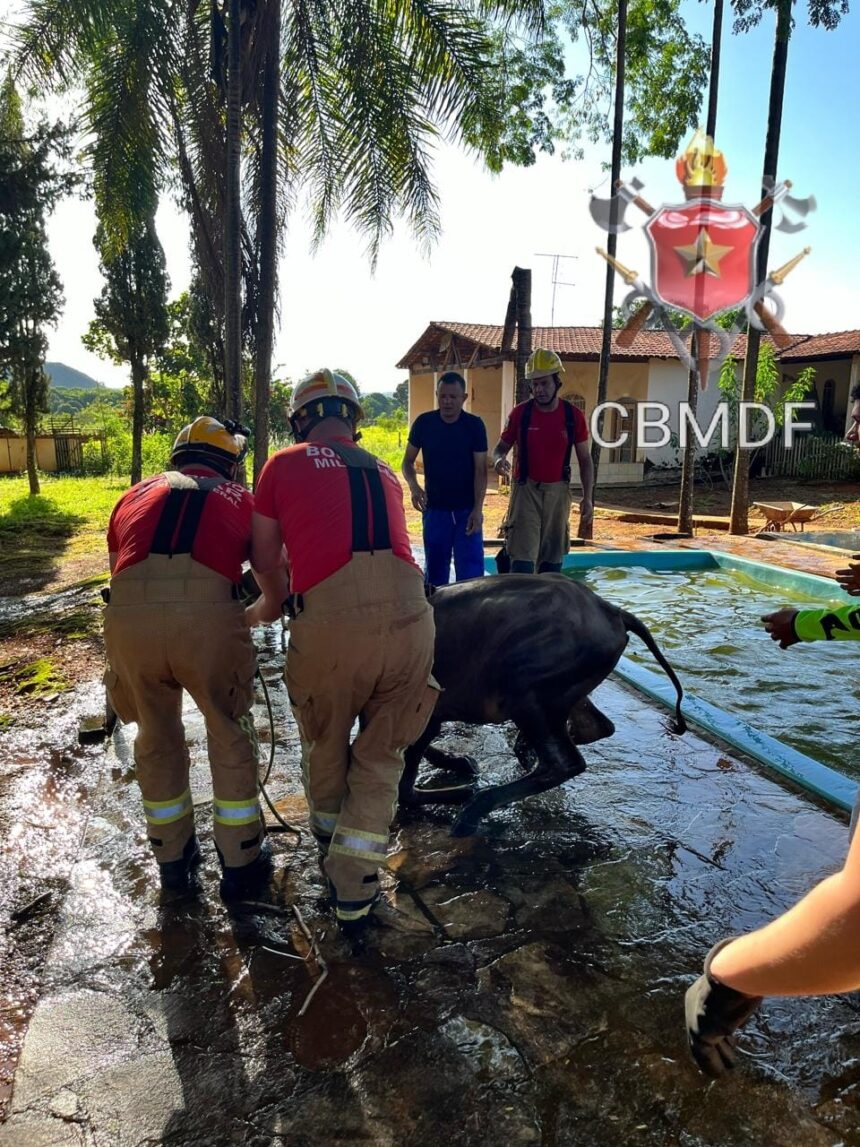 Bombeiros resgatam bezerro de piscina em Planaltina