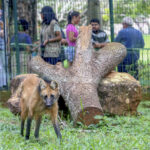 Mascote do zoo, loba-guará Atena já pode ser visitada em recinto