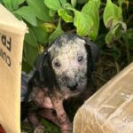 PCDF localiza autores de abandono a filhotes de cães na Ceilândia