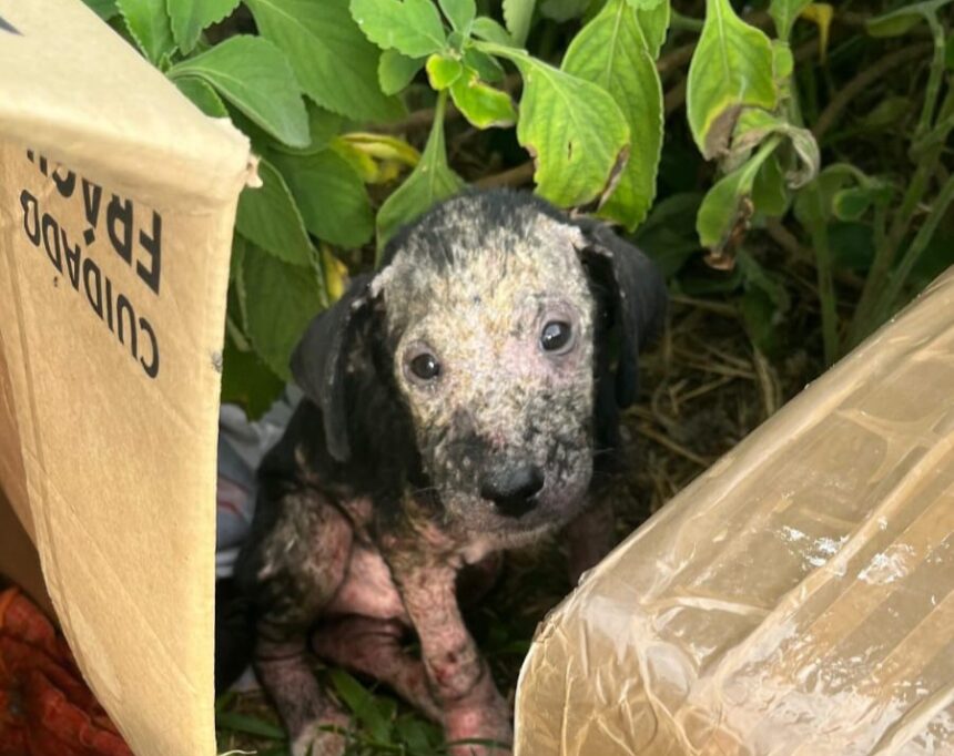 PCDF localiza autores de abandono a filhotes de cães na Ceilândia