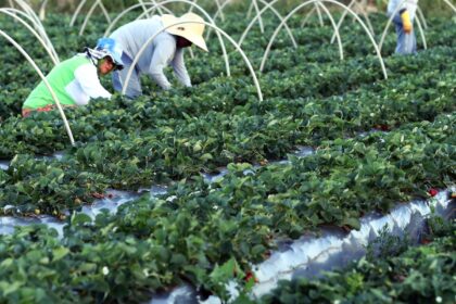 Anater seleciona entidades para programa de assistência técnica rural 