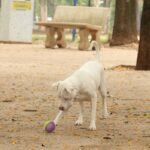 Governo sanciona lei que proíbe tatuagens e piercings em cães e gatos