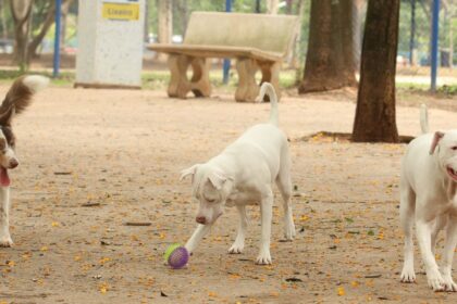 Governo sanciona lei que proíbe tatuagens e piercings em cães e gatos