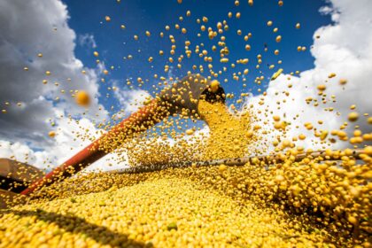Valor da produção agrícola brasileira recua 3,9% em 2024, mostra IBGE