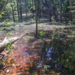 Dinossauros viveram na Amazônia, descobrem pesquisadores de Roraima