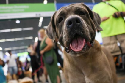 STF suspende lei sobre transporte aéreo de animais de apoio emocional