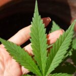 STJ adia prazo para regulamentação do plantio de cannabis medicinal