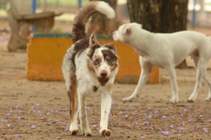 Brasil tem cerca de 30 milhões de animais domésticos abandonados