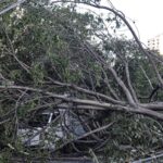 Defesa Civil de SP recebe 514 chamados por quedas de árvores