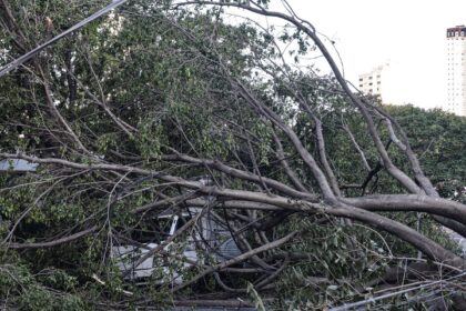 Defesa Civil de SP recebe 514 chamados por quedas de árvores