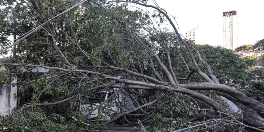 Defesa Civil de SP recebe 514 chamados por quedas de árvores