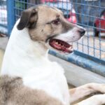 Fogos de artifício acarretam sofrimento físico e risco para animais