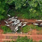 Ibama diz que vaqueiro foi alvo de emboscada na TI Apyterewa