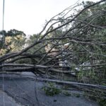 Queda de árvore provoca morte em Guarulhos, diz Defesa Civil