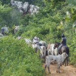 Vaqueiro contratado pelo Ibama é morto em terra indígena no Pará