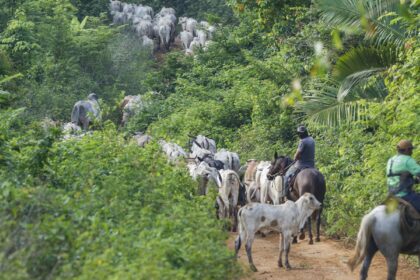Vaqueiro contratado pelo Ibama é morto em terra indígena no Pará