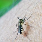 Estado de São Paulo confirma primeira morte por dengue em 2026