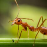 Imagem em zoom de uma formiga