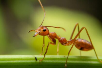 Imagem em zoom de uma formiga