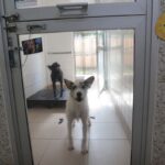 Justiça condena lojista a 5 anos de reclusão por maus-tratos a cães