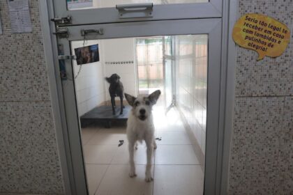 Justiça condena lojista a 5 anos de reclusão por maus-tratos a cães