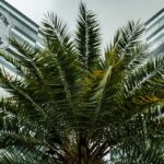 PF adia depoimentos de três investigados no inquérito do Banco Master