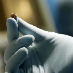 Restos do queijo mais antigo do mundo foram encontrados em um túmulo de 3.600 anos na Bacia de Tarim, na China