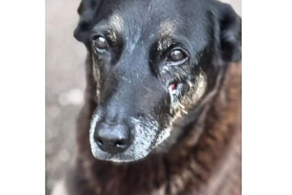 Saiba que sanções podem ser aplicadas a jovens que mataram cão Orelha