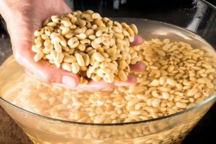 Fotografia de um feijão de molho