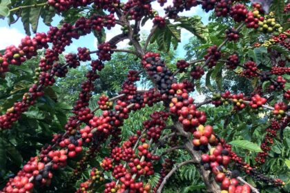 Conab prevê colheita recorde de café com crescimento de 17,1% em 2026