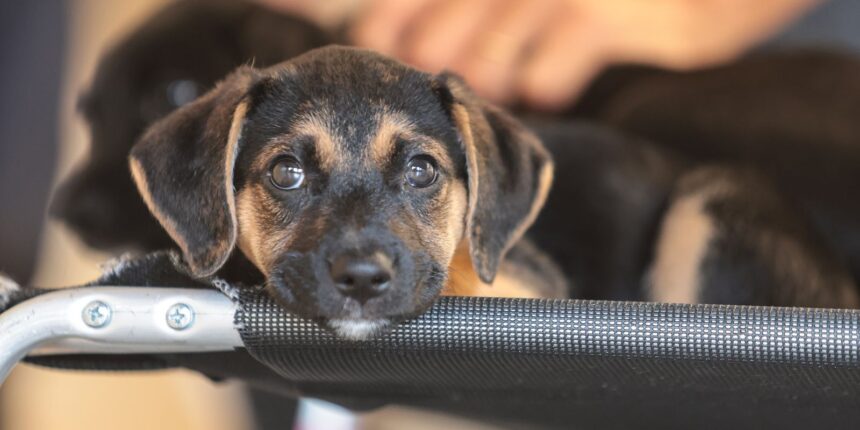 Convívio com animais e ações educativas ensinam a combater violência