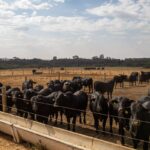 Prévia do PIB aponta crescimento de 2,5% da economia em 2025