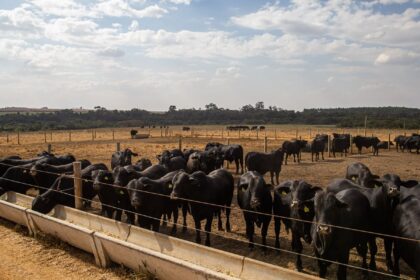 Prévia do PIB aponta crescimento de 2,5% da economia em 2025
