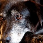 Rio ganha Núcleo de Proteção e Defesa dos Animais