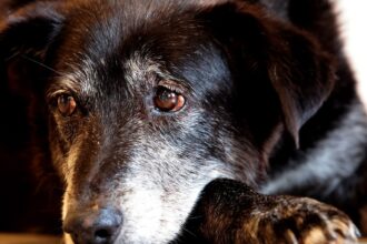 Rio ganha Núcleo de Proteção e Defesa dos Animais