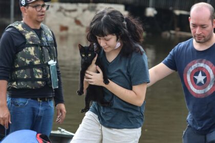 Senado aprova política de proteção a animais resgatados em desastres